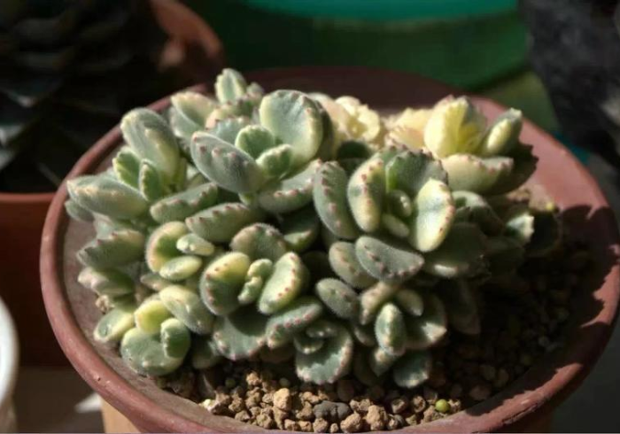 专家分析“同城游辅助器免费下载”-开挂神器-包教包会 专家分析“同城游辅助器免费下载”-开挂神器-包教包会