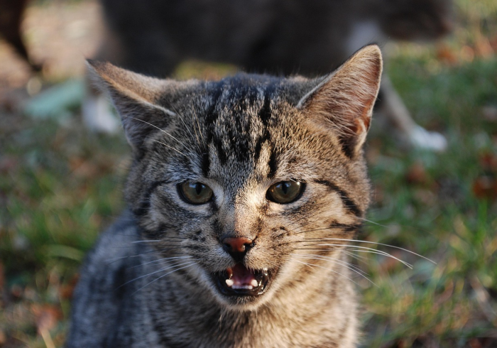 教大家使用“微乐南昌麻将万能开挂器免费(透视)实测确实有挂【猫腻】 教大家使用“微乐南昌麻将万能开挂器免费(透视)实测确实有挂【猫腻】