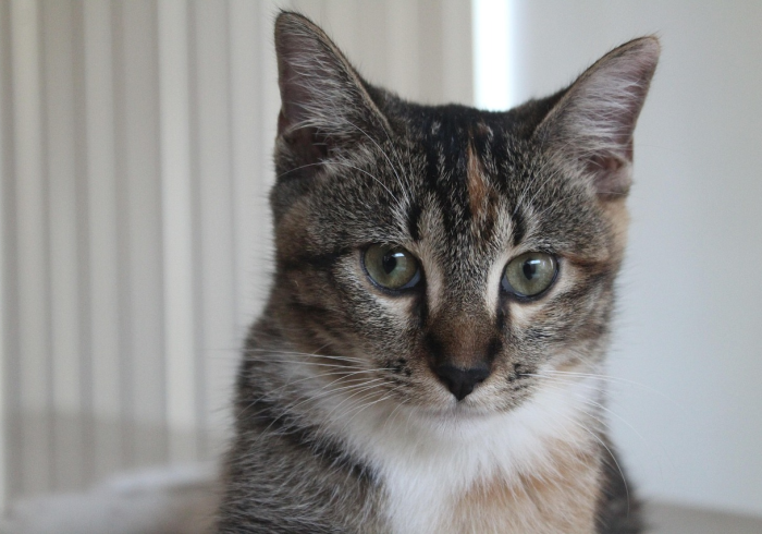 玩家实测“闲来陕西麻将外卦神器下载(透视)太坑人了，曝光透视猫腻